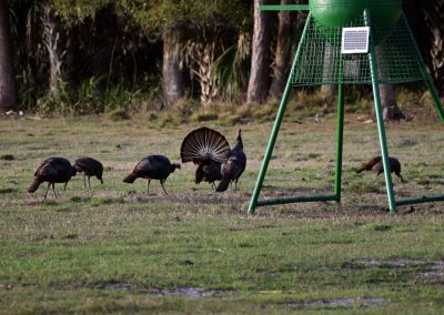 Turkeys at feeder - Triple Tree Ranch