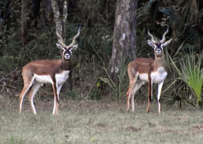 2 deer at Triple Tree Ranch